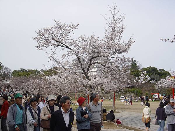 0406 姬路城內 盛開的櫻花1