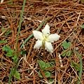 大雪山花季 之 不知名小花1.JPG