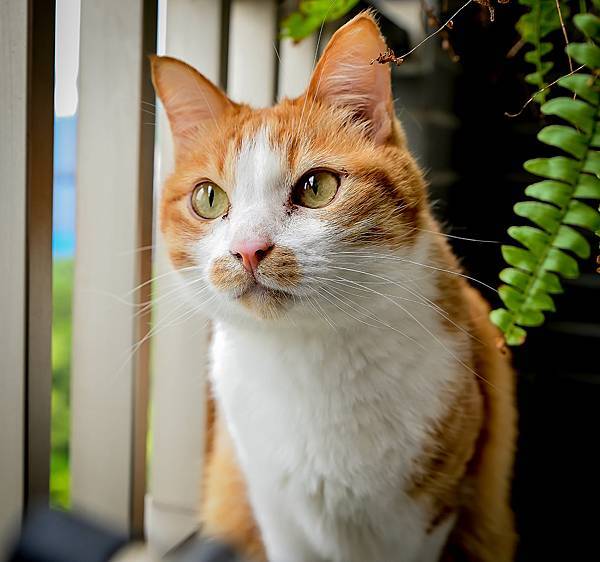 2025貓咪免疫保健品比較｜實測毛孩時代、寵立善、木入森護疫升與 PS BUBU 超級黑酵母 GOLD，解析黑酵母 β-葡聚醣、乳酸菌Plasma 等免疫成分，推薦最有感的日常保健選擇。