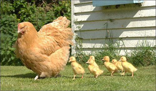 hen-ducklings