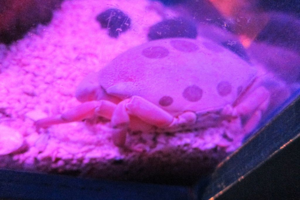 23.紅斑瓢蟹.jpg