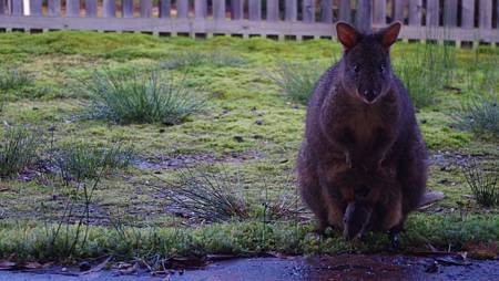 pademelon m&c