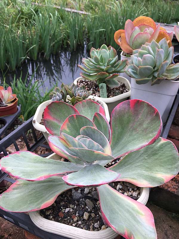 大型オブツーサ錦 繁殖苗 多肉植物 ハオルチア