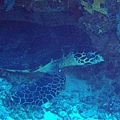 躲在岩縫中的海龜