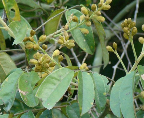 國際香氛美容協會 單方精油功效與禁忌 花梨木單方精油rosewood Essential Oil 社團法人國際香氛美容協會 痞客邦 國際香氛美容協會 單方精油功效與禁忌 花梨木單方精油rosewood Essential Oil 社團法人國際香氛美容協會 痞客邦