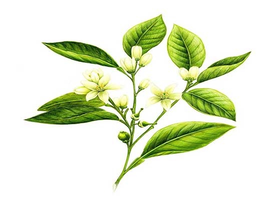 苦橙葉圖.jpg 苦橙葉圖.jpg