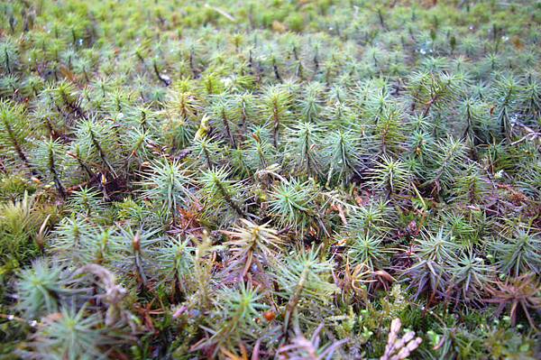 04-大原-三千院-有清園-青苔草地