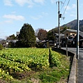 04-大原-沿路景色-菜園