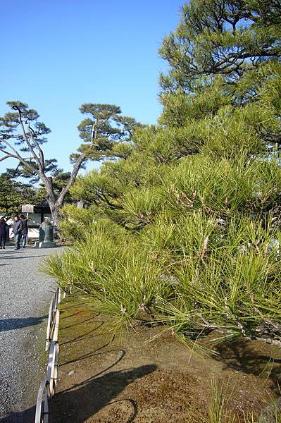 05-元離宮二条城-二の丸庭園-松1.JPG