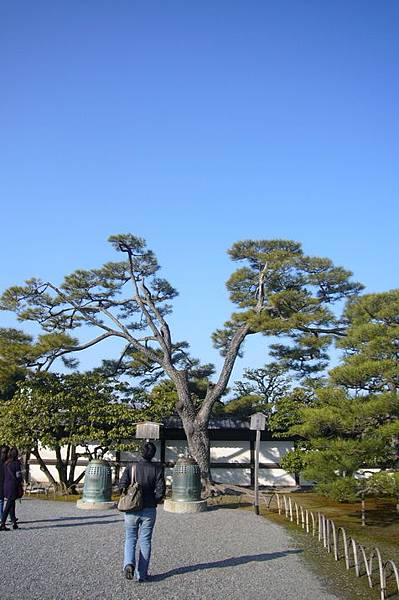 05-元離宮二条城-二の丸庭園-松2.JPG