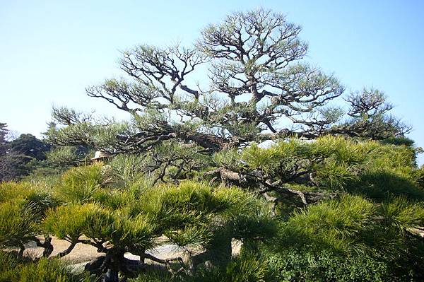 05-元離宮二条城-二の丸庭園-松3.JPG