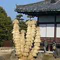 05-元離宮二条城-二の丸庭園-蘇鉄1.JPG