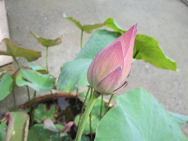 IMG_2480.JPG IMG_2480.JPG