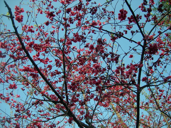 SANY0444.JPG SANY0444.JPG