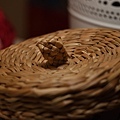 DSC_0276_22.jpg