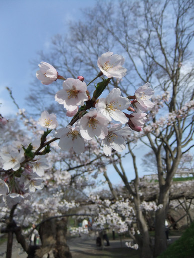 0507 箱館奉行所09