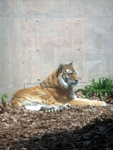 0510 旭川動物園17