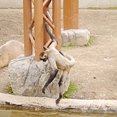 0510 旭川動物園23