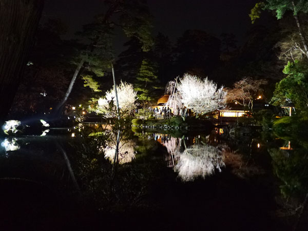 0408 兼六園夜櫻24