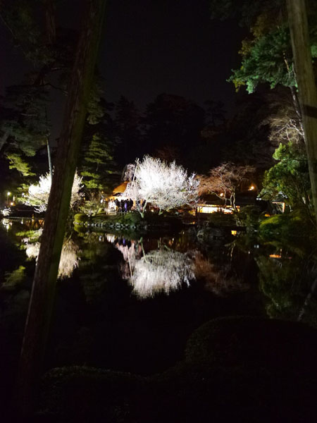 0408 兼六園夜櫻23