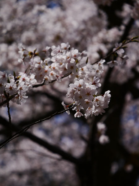 0409 高岡古城公園10