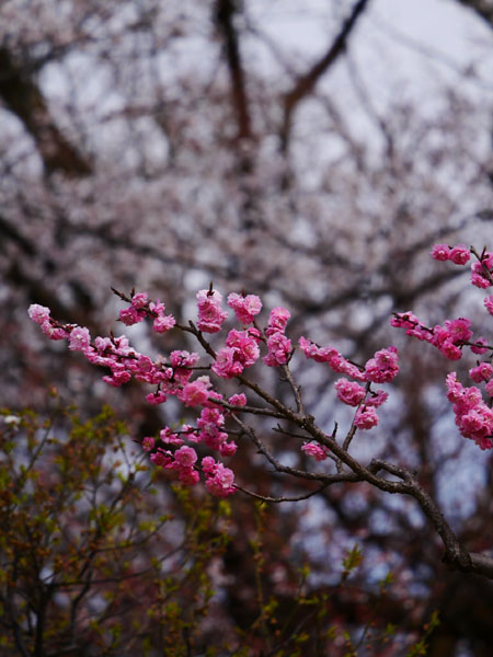 0409 高岡古城公園13