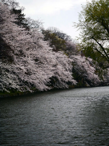 0409 高岡古城公園21