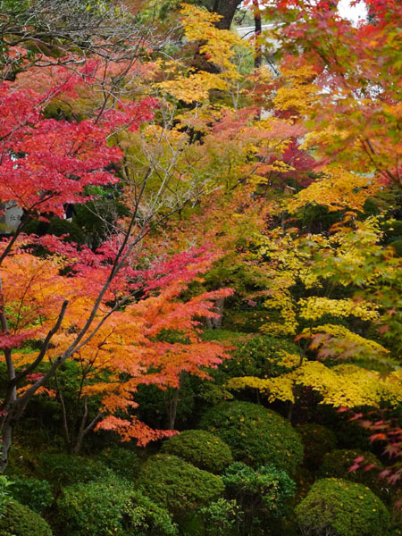 紅葉溪庭園08