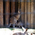 0828 上野動物園19