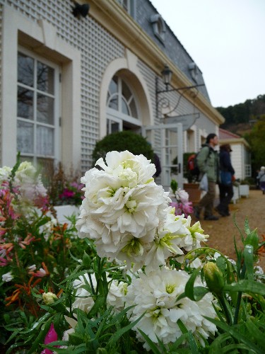 0213-河津バガテル公園26.JPG