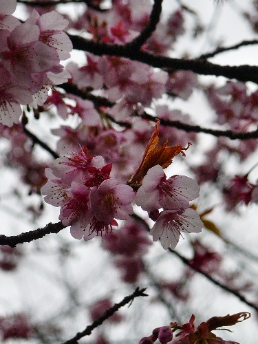 0217-上野公園03.JPG