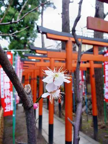 0217-上野公園09.JPG