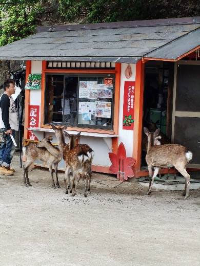 0523-宮島09.JPG