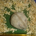 DSC05784