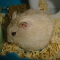 DSC05910