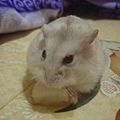 DSC06237