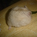 DSC06175