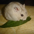 DSC06176
