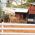 IMG_5261.jpg