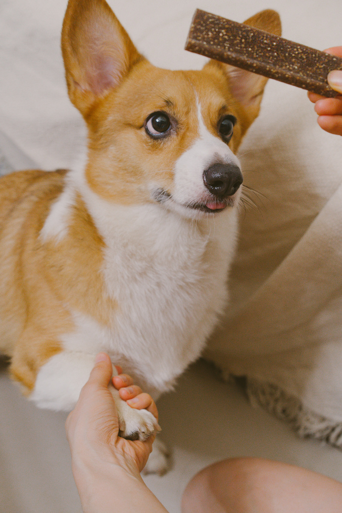 【毛爸媽好評推薦】 Virbac法國維克VOHC認證潔齒嚼片安全有效FRE3H成分預防牙周病 Virbac 維克官方旗艦店