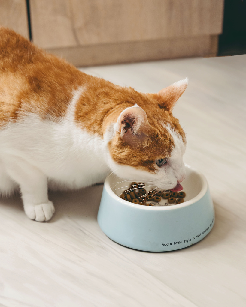 皇家體重控制3.jpg 皇家體重控制3.jpg