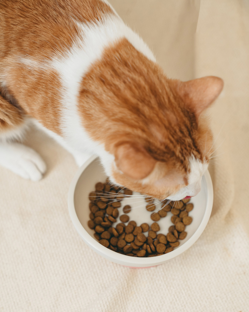 【开箱】市售三款热门无谷猫粮分享：耐吉斯高肉量低碳水E系列 