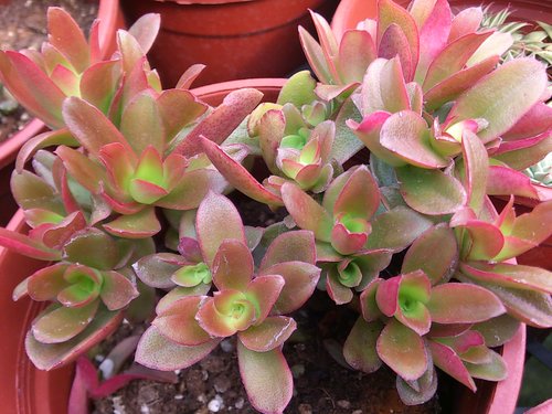 多肉植物 火祭crassula Americana Cv Flame 詰雅花卉 痞客邦