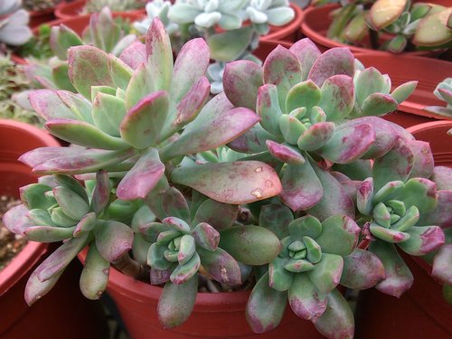 多肉植物 樹狀石蓮echeveria Mini Belle 詰雅花卉 痞客邦