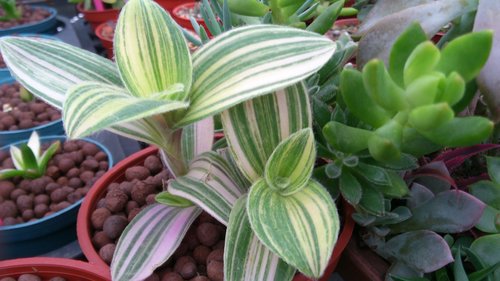 多肉植物 雪絹錦tradescantia Sillamontana F Varieg 詰雅花卉 痞客邦