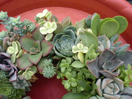 多肉植物趣 多肉花圈 詰雅花卉 痞客邦 多肉植物趣 多肉花圈 詰雅花卉 痞客邦