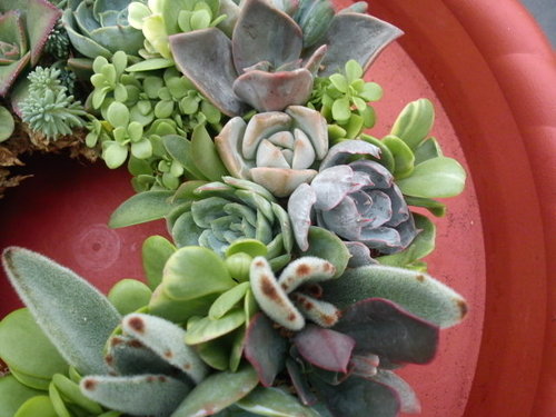多肉植物趣 多肉花圈 詰雅花卉 痞客邦 多肉植物趣 多肉花圈 詰雅花卉 痞客邦