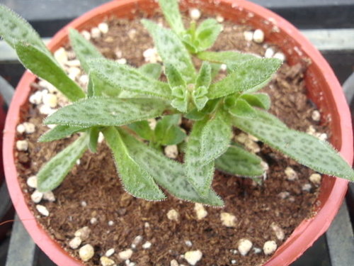 多肉植物 花簪crassula Exilis Ssp 詰雅花卉 痞客邦 多肉植物 花簪crassula Exilis Ssp 詰雅花卉 痞客邦
