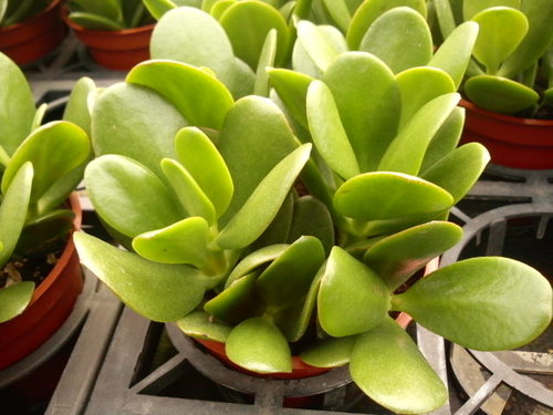 多肉植物 花月crassuala Argentea 詰雅花卉 痞客邦 多肉植物 花月crassuala Argentea 詰雅花卉 痞客邦