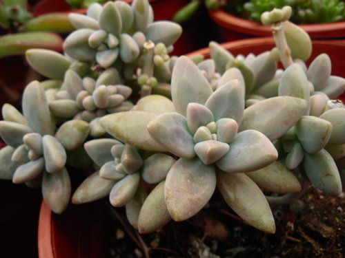 多肉植物 秋麗graptosedum Francesco Baldi 詰雅花卉 痞客邦